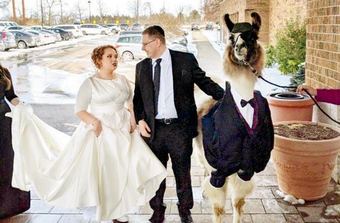 Pic/Llama Wrangler, Facebook