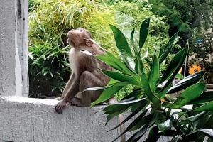 Residents of South Mumbai lose sleep over monkey menace