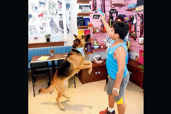 Zohan and Brandy playing a game of fetch. pics/sameer markande