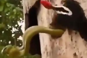 Wood-pecker fights with snake to save her eggs in chilling video