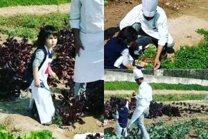 Taimur Ali Khan picking organic vegetables at a farm can't be missed!
