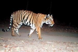 Mumbai: Scientists map tiger T1C1's 2,000-km trek for mate