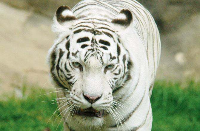 White Tiger at AAZP
