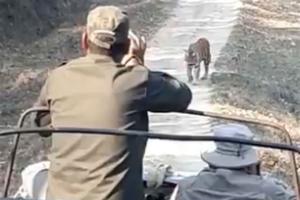 Video shows tiger growling while walking towards safari vehicle