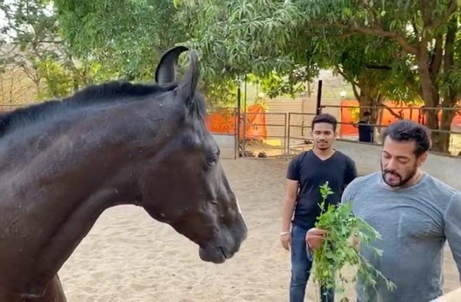 Salman Khan has got his lockdown all worked out. From sketching to posting inspirational videos, Khan is making the most of his downtime. The actor even shared a video of himself enjoying breakfast with his horse, where he can be seen feeding the horse some leaves and also munching on them himself. (All pictures courtesy: Celebrities' Instagram accounts)