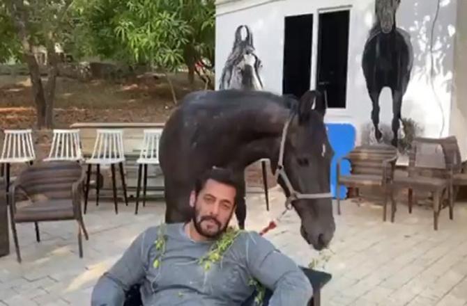 This was followed by another video in which he can be seen enjoying a horse ride at his farmhouse. Dressed in a grey t-shirt and denims, Salman is seen feeding the horse again. Later, the 54-year-old actor could be seen riding the horse making the most of his 'me' time. He captioned it, 
