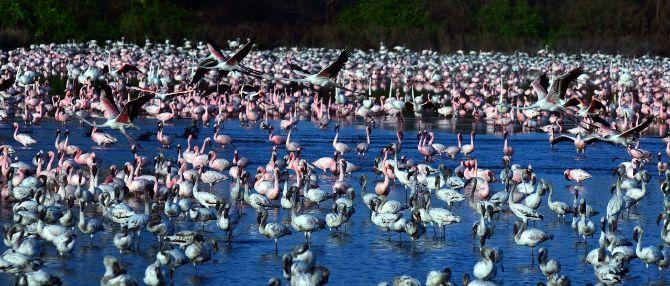 A sea of pink dazzled residents were seen as thousands of flamingos settled along the creek near Seawood, Navi Mumbai.