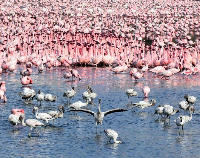 According to the Bombay Natural History Society, there has been a 25 per cent increase in flamingo migration since last year, when 1.2 lakh birds had come visiting. This year, over 1.5 lakh birds were spotted in the first week of April.