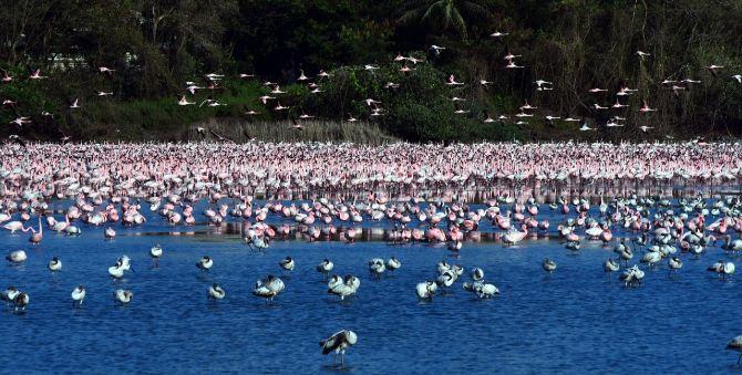 The flamingos arrived from the Rann of Kutch in Gujarat and Sambhar Lake in Rajasthan. Some flew in from Pakistan, Afghanistan, Iran and Israel.