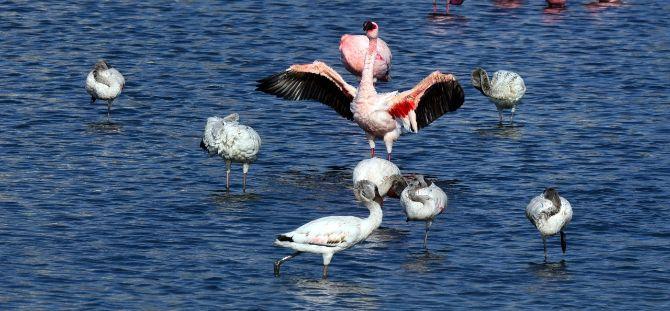 The COVID-19 lockdown has ensured that the birds get enough place for roosting and that they can hunt for food without any disturbance. It is hence an encouraging atmosphere for flamingos to migrate to Mumbai.