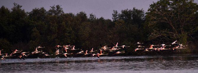 Sunjoy Monga, naturalist/ecologist, writer and photographer, told mid-day, 