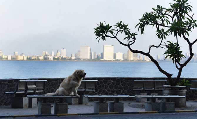 The state had allowed 25 departures and 25 arrivals daily. The airport authorities had earlier cancelled three flights, but they operated later in the day.
In picture: A dog sits near a tree at the chowpatty bandstand at Walkeshwar.