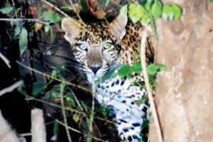 Mumbai: Leopard gives Powai residents a scare!