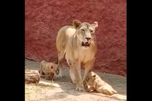 African lion cubs make first appearance at Hyderabad Zoo amid lockdown