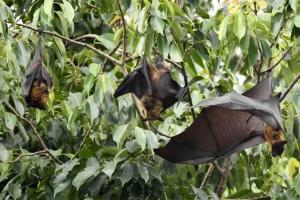 52 bats drop dead in 60 mins, scare Uttar Pradesh town