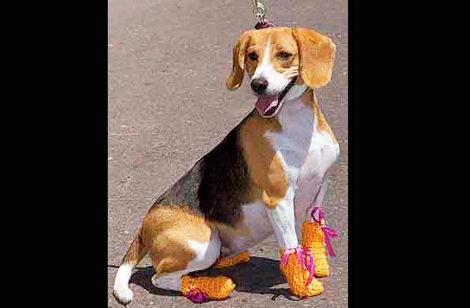 Paw-some socks