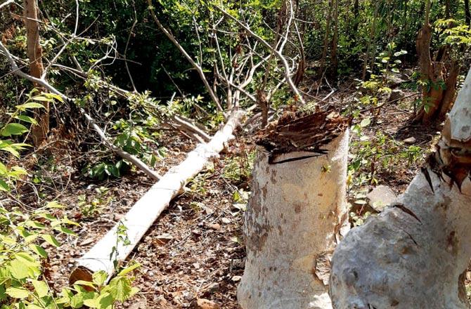 Chopping down of trees illegally has been rampant in Aarey since the lockdown