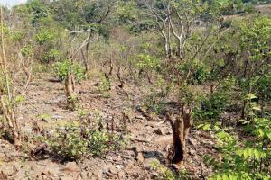 Activist writes to CM over Aarey colony's vanishing green cover