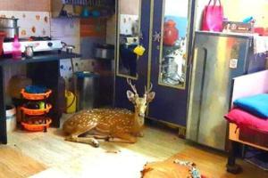 Deer crashes through roof after being chased by leopard in Powai