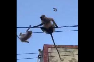 Viral video shows mother langur saving her child from falling off wires