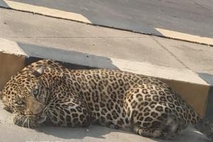 Leopard spotted resting on road in Hyderabad amid lockdown