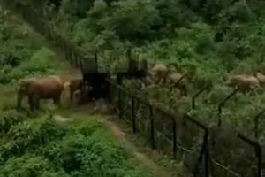 'Mama aa rahi hai': BSF sentry's call for elephants amuses Twitter