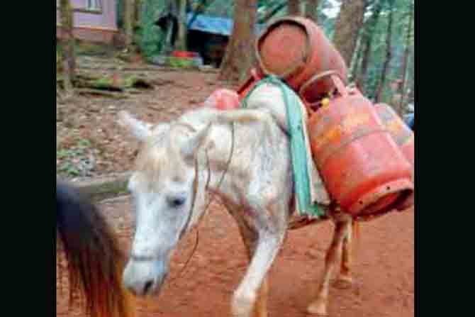Horses are being made to lug the heavy LPG cylinders