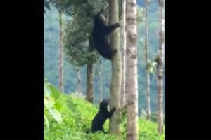 Viral video shows Mother bear teaching cub to climb tree. Seen it yet?