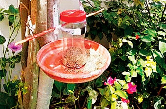 Bird feeder