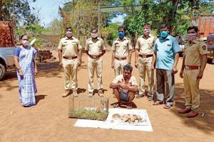 Even the Coronavirus can't stop rampant Pangolin poaching