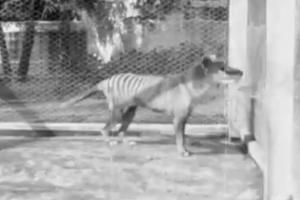 Rare video of extinct Tasmanian tiger from 1935 goes viral. Seen it yet