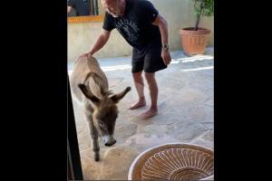 Arnold Schwarzenegger's working out with pet donkey is cute!