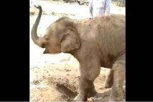 Viral video: Baby elephant enjoying a mud bath is too cute to miss