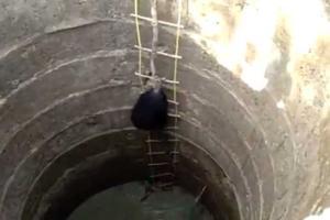 Rescue video of sloth bears who had fallen in well wins internet!
