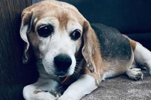 Kohli's emotional post after pet dog Bruno dies: Gone to better place