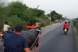 Buffalo throws riders off cart, Twitter calls it 'karma at its best'!