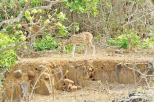Mumbai: Deer spotted grazing in broad daylight in Aarey Colony