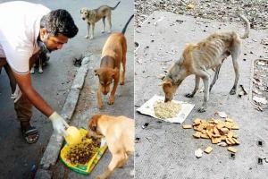 'At least 200 stray dogs have died during lockdown'