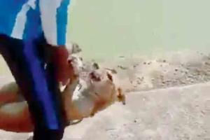 Video of dog tied up and thrown into pond goes viral