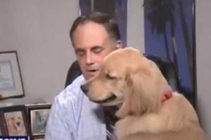 Cute video alert! Dog adorably interrupts owner presenting weather repo