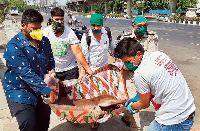 The injured donkey was taken to the Parel SPCA and its companion was taken to an NGO