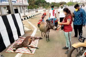 Speeding vehicle hits donkey in Kandivli, leaves it injured on road