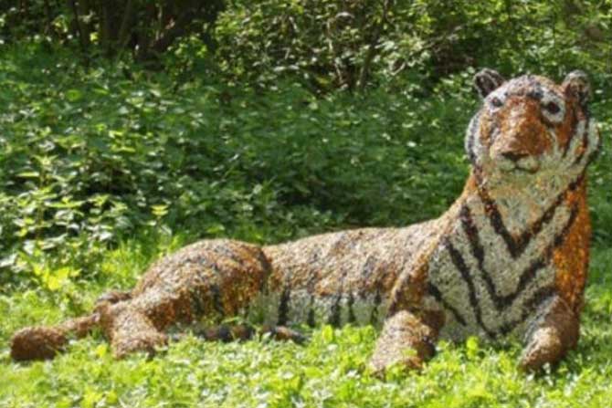 tiger 