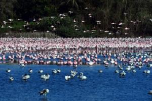 Sea of flamingos colour the creek pink in Navi Mumbai