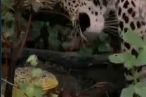 Viral video shows frog fighting a leopard. You won't believe who won!