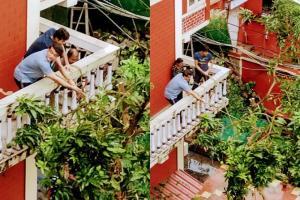 'Balcony star' Sourav Ganguly saves mango tree at home this time