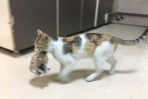 Viral picture of a cat bringing sick kitten to hospital melts hearts 