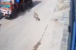 Terrifying moments of leopard attacking man caught on camera