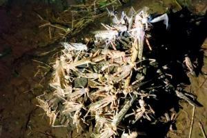 Locusts unlikely to hit Mumbai, say experts