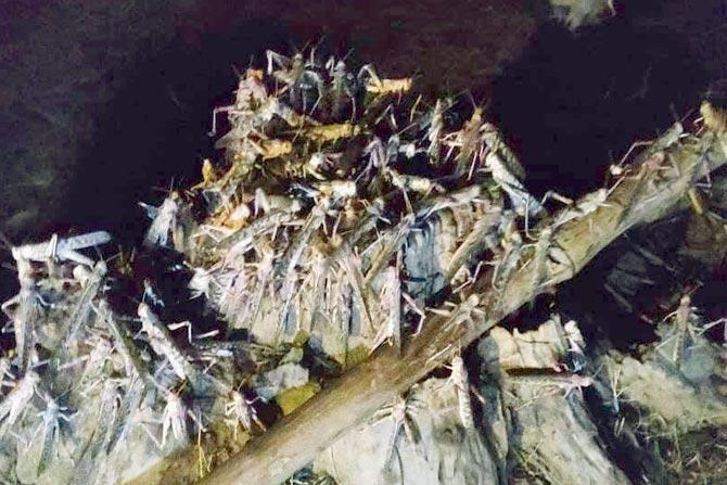  A locust nest on a mango tree in Bhandara district